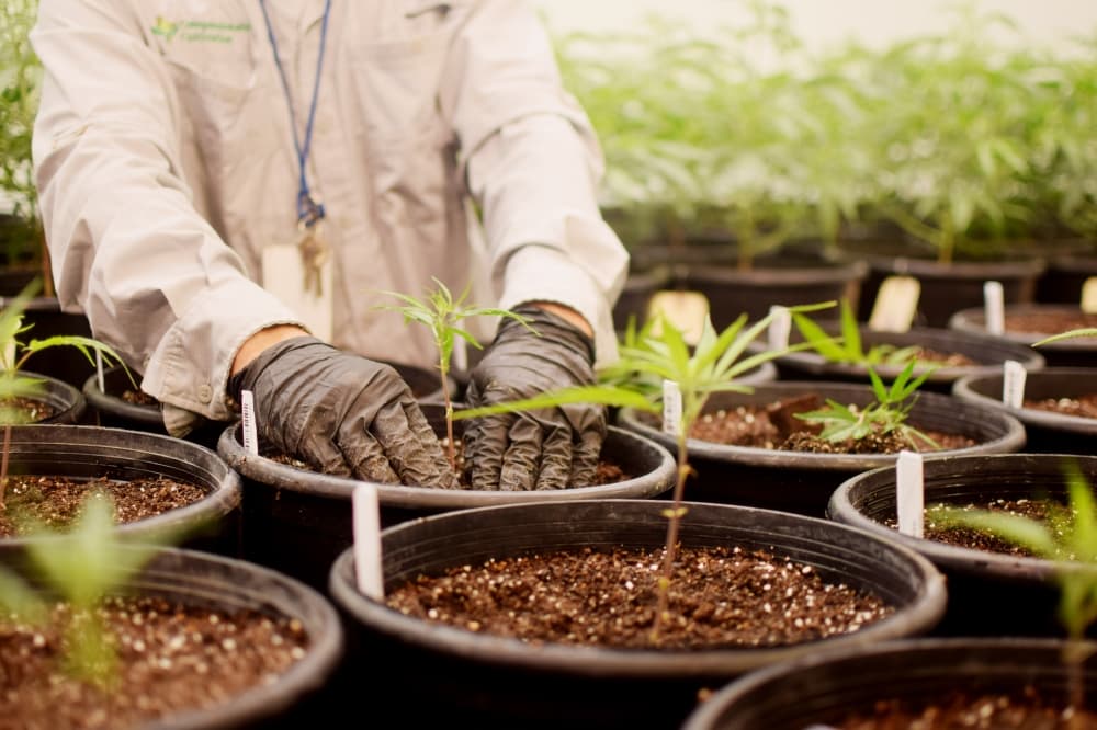 Texas medical cannabis program expands to include 9 potential new dispensaries