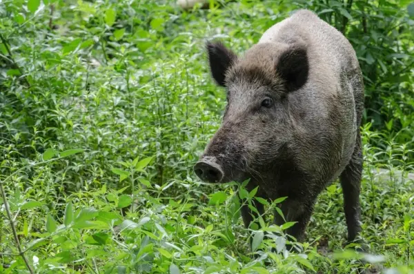 Sugar Land launches Feral Hog Mitigation Pilot Program