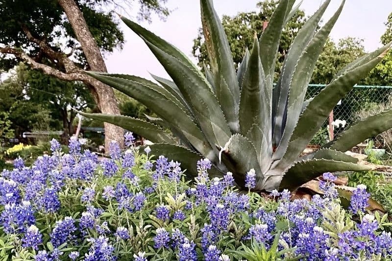 Q&A: Learn how to maintain a healthy garden in Central Texas