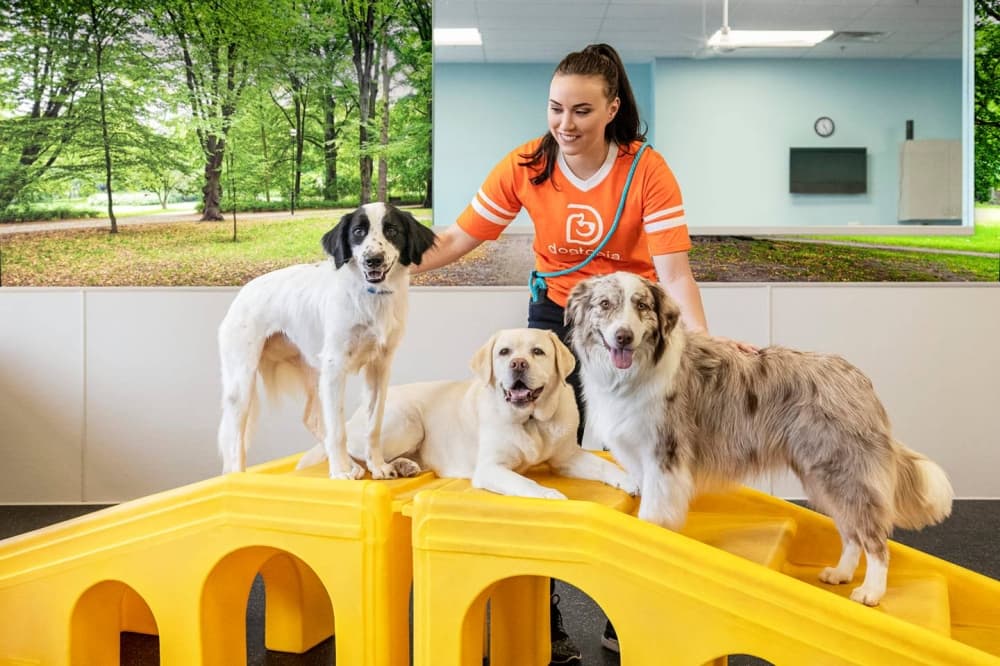Dogtopia Denton