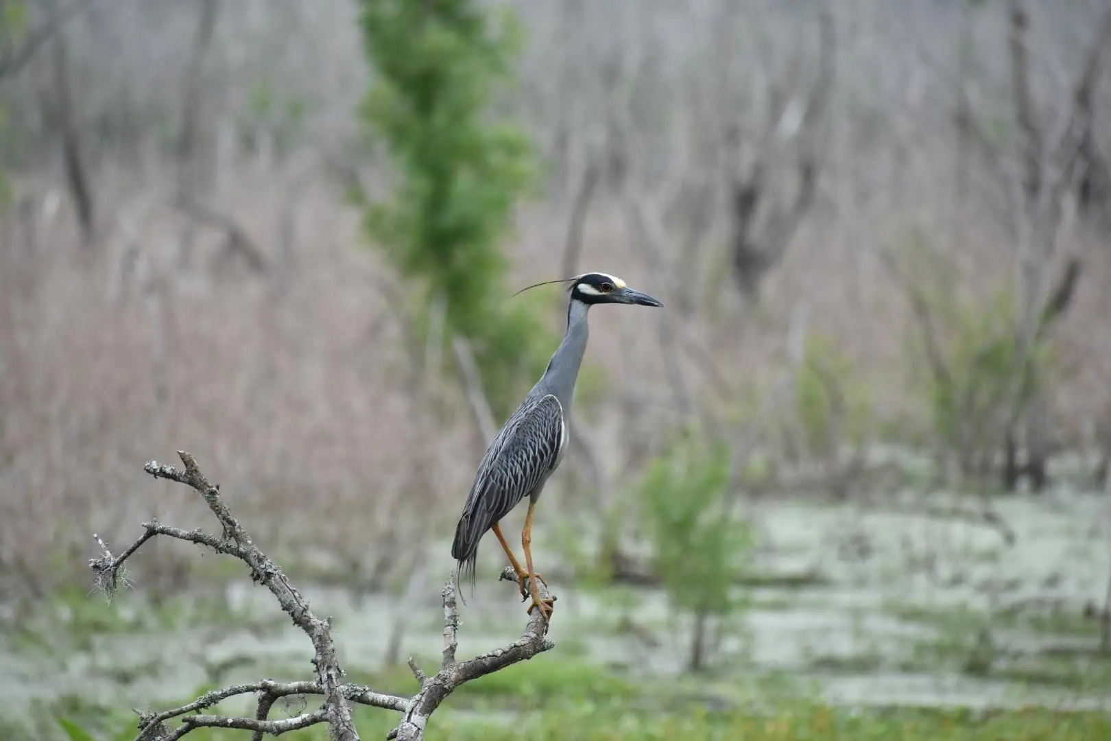Houston Audubon renamed Birds Houston
