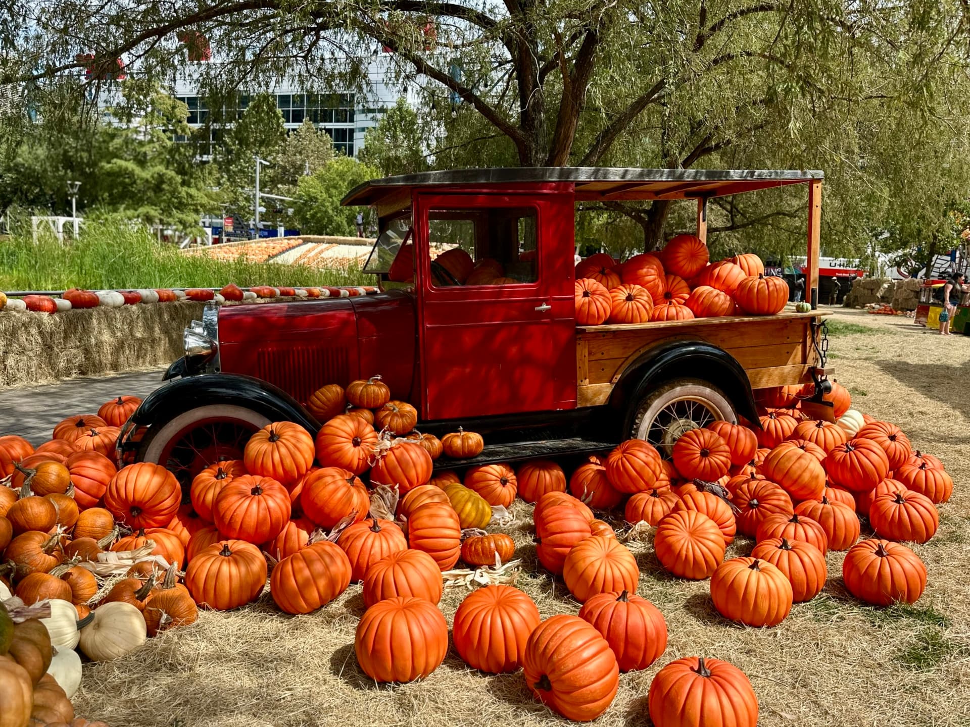 Pumpkin patches, fall festivals: Check out 8 ways to celebrate the season this month